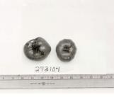 Click for 1 image(s) for this accession. FRUIT